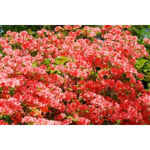 Azalka japonská (Azalea japonica) ´GEISHA ORANGE´ - výška 10-15 cm, kont. P9